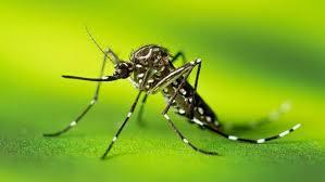 Dengue: O inimigo em comum que precisa ser combatido
